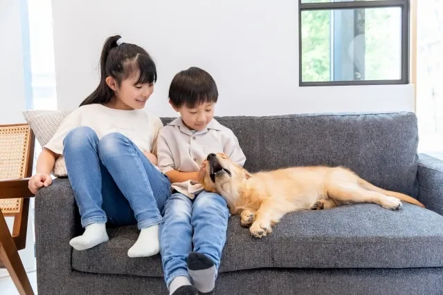 Làm Thế Nào Để Biết Quy Định Nuôi Thú Cưng Của Chung Cư Bạn?