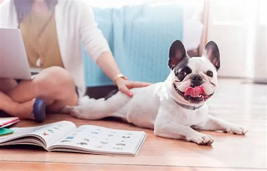Pháp Luật Việt Nam Nói Gì Về Việc Nuôi Thú Cưng Trong Chung Cư?